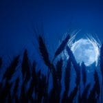 Wheat in background of full moon