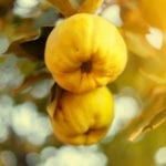 Fresh ripe quince fruits on branch